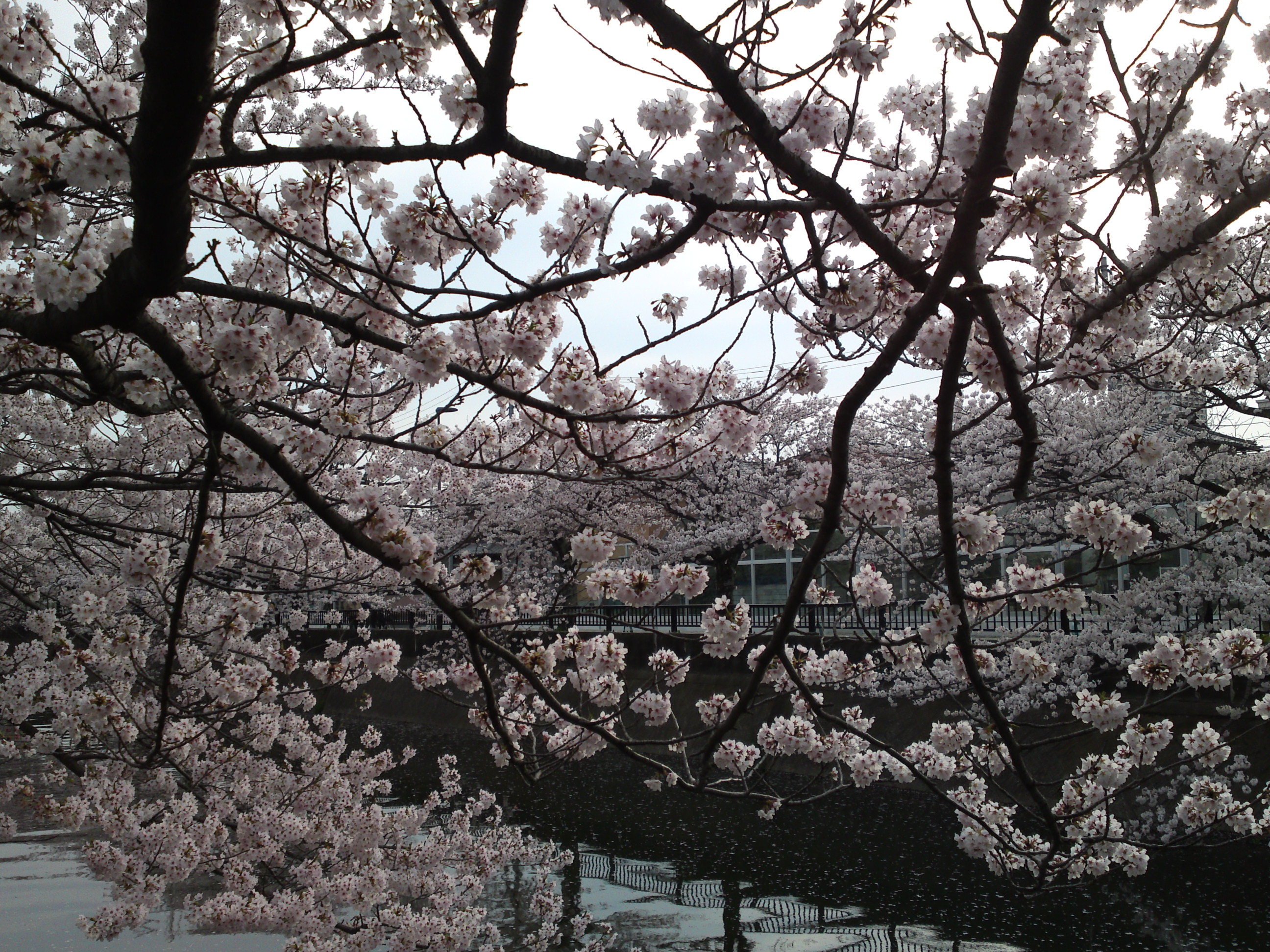 2015年真間川の桜並木２４