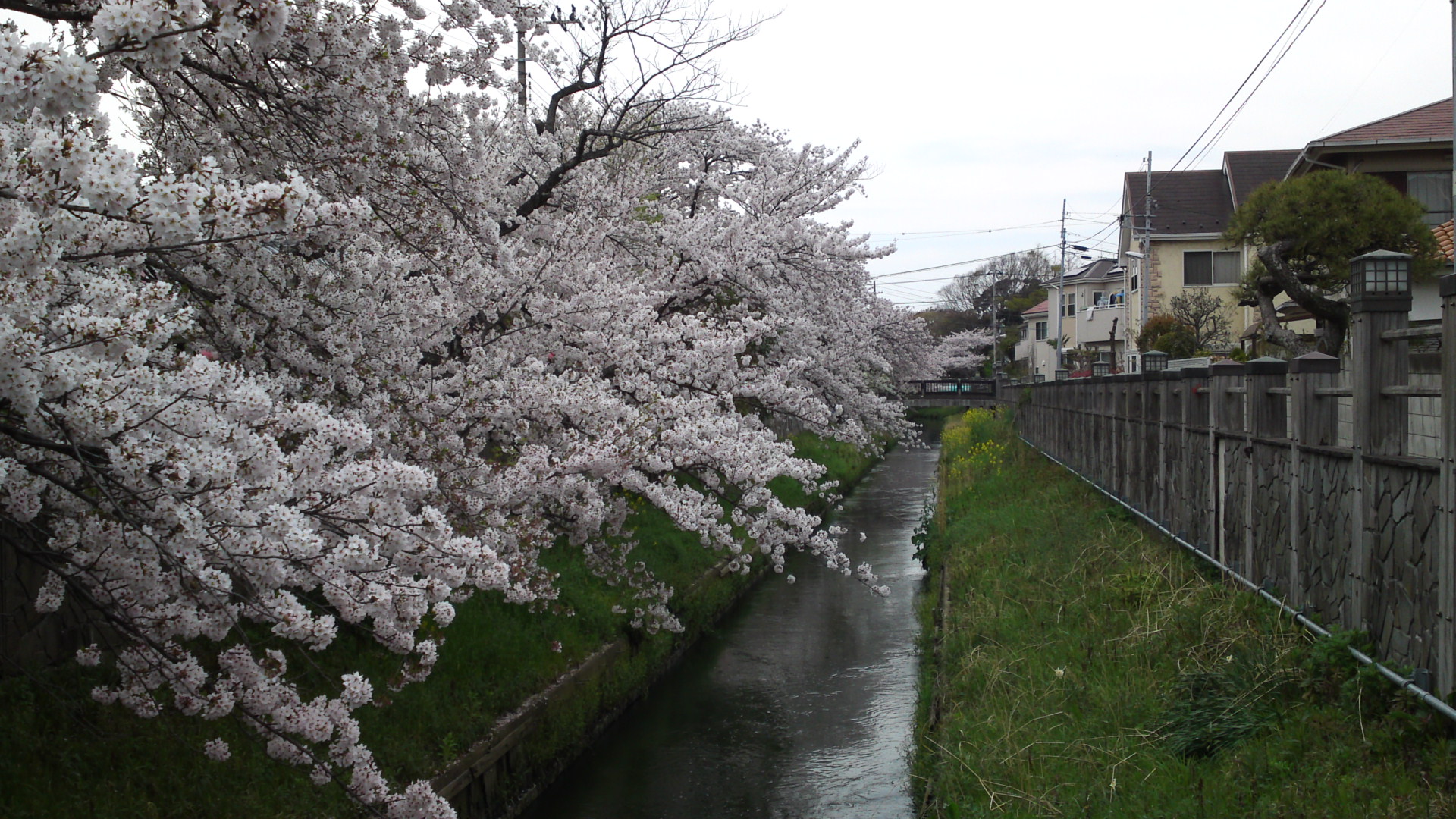 フリー写真素材集 真間川の桜並木と流域の桜の名所３