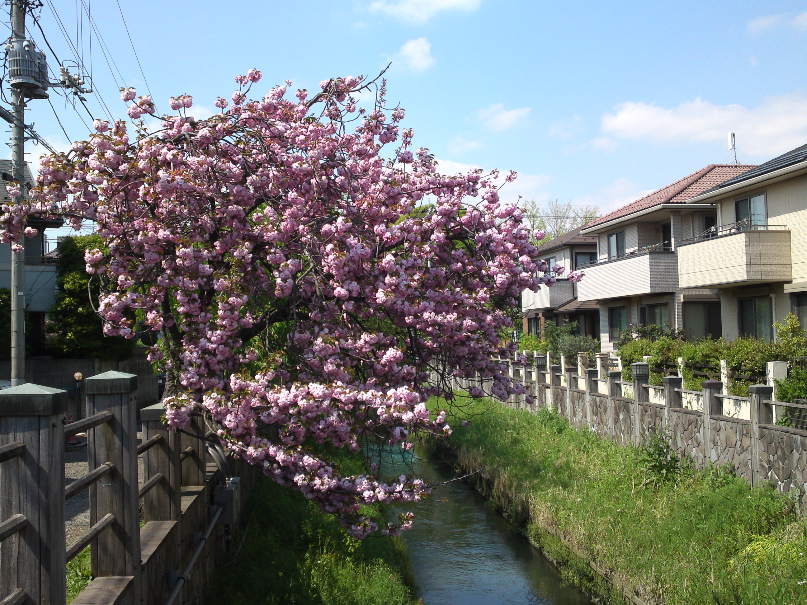 2017年真間川に咲く八重桜１