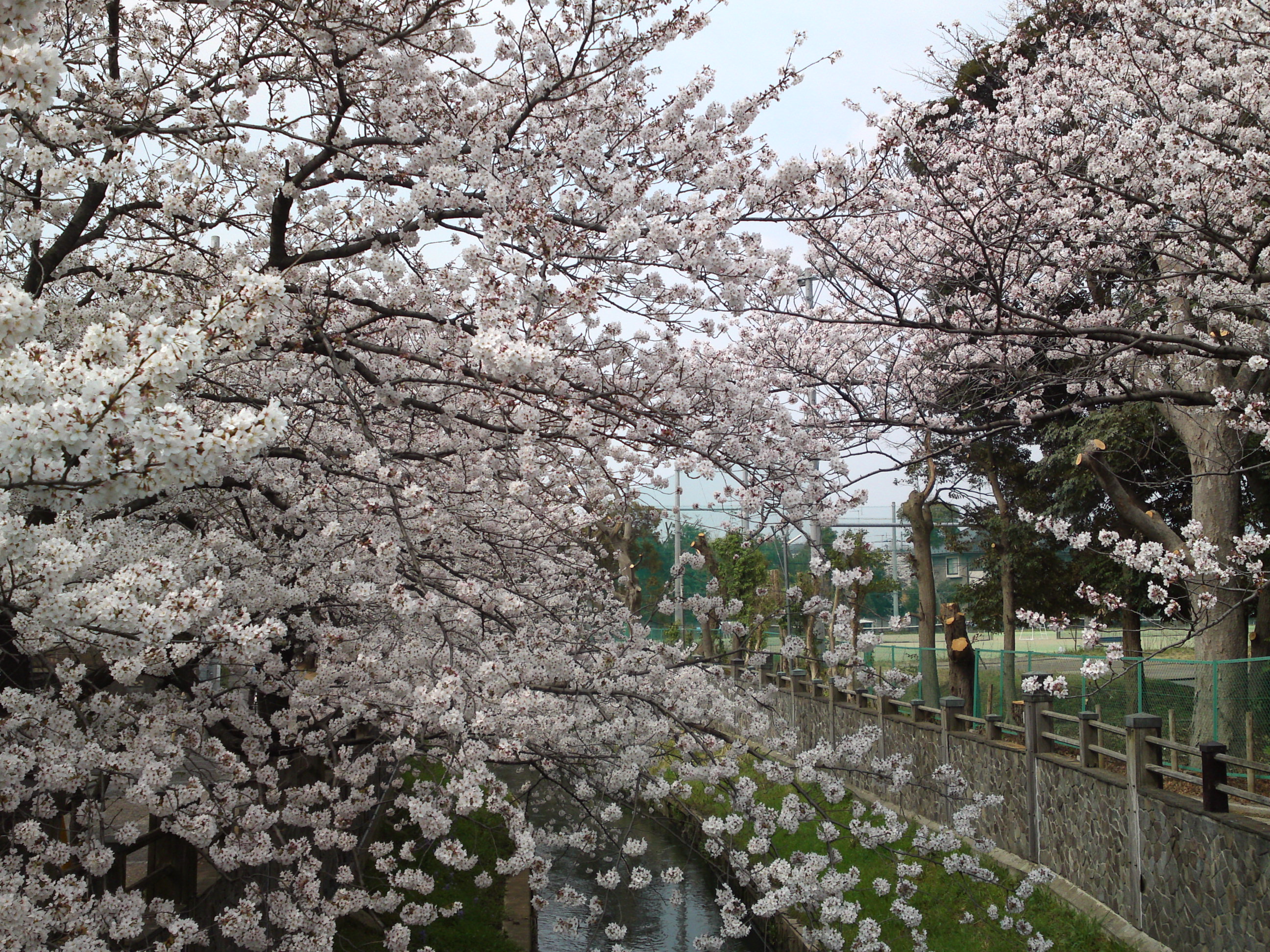 フリー写真素材集 真間川の桜並木と流域の桜の名所３