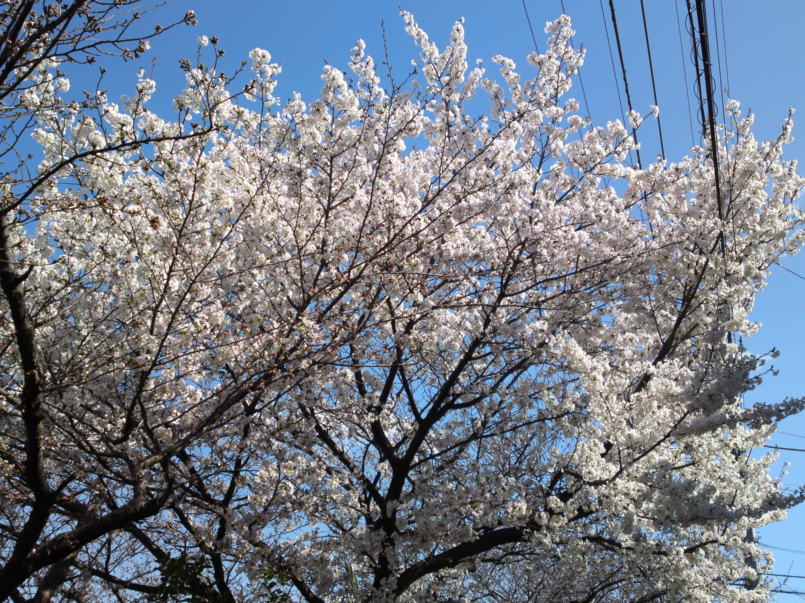 2019年真間川沿いに咲く桜の花２