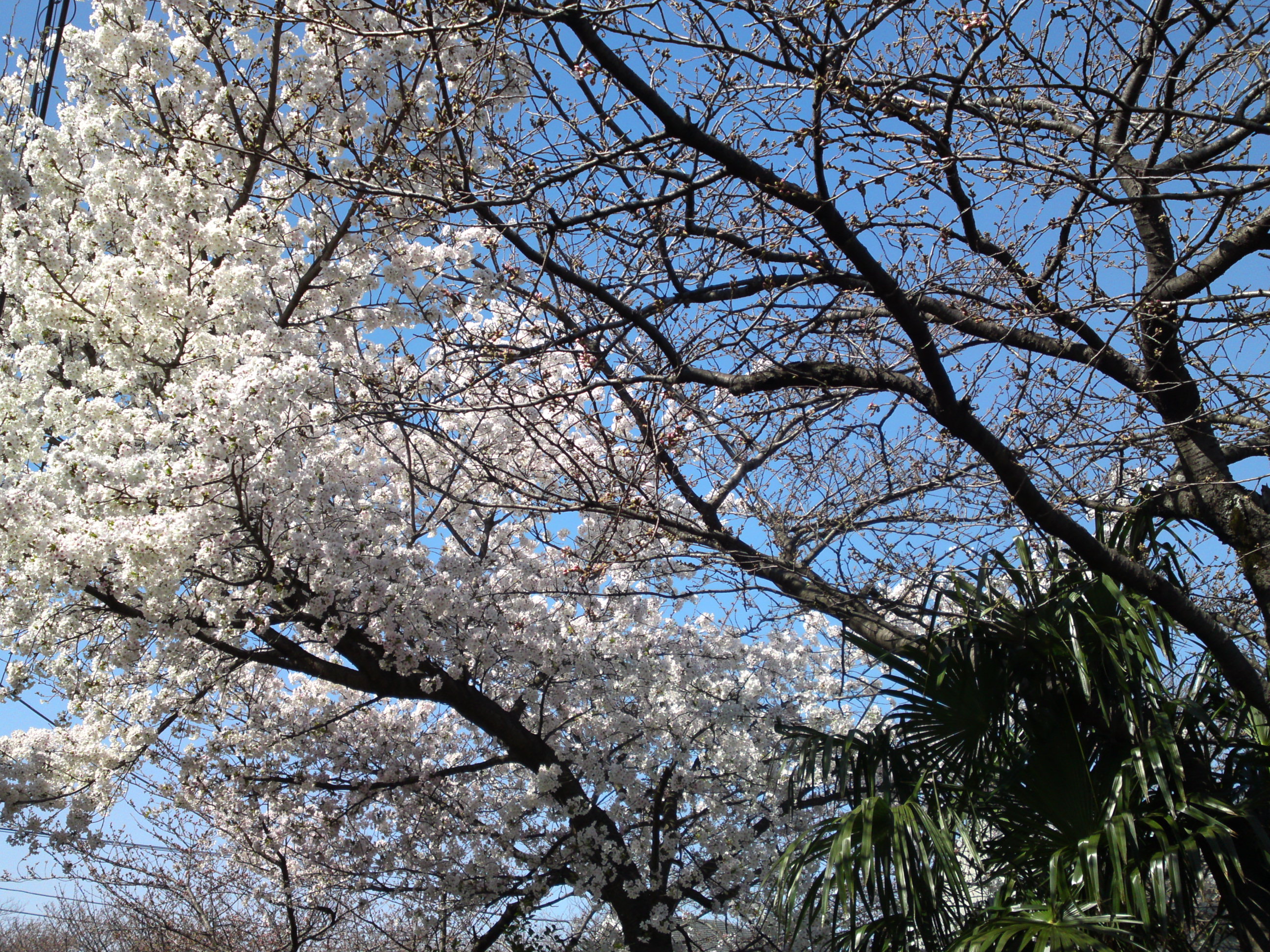 2019年真間川沿いに咲く桜の花３