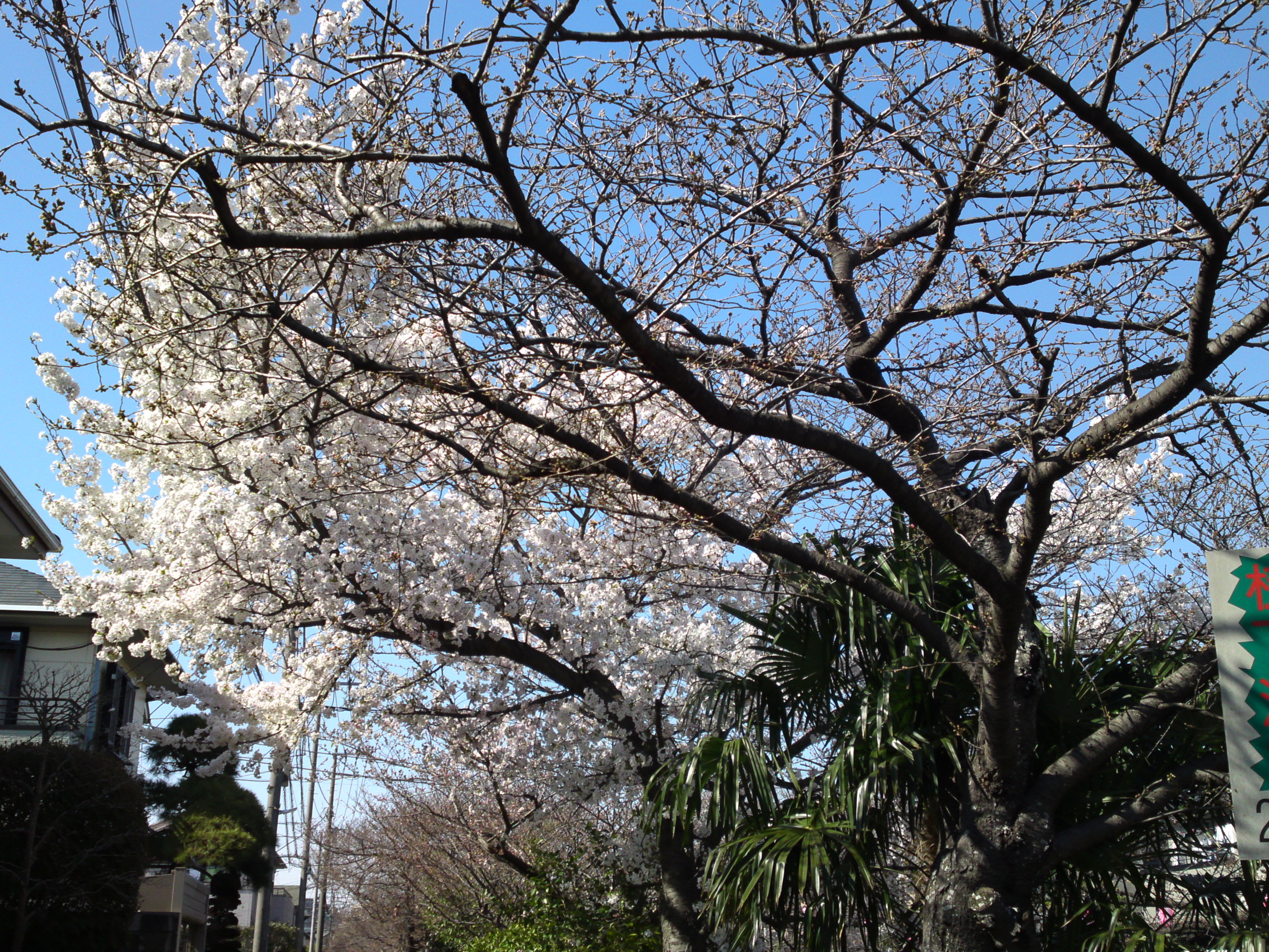 2019年真間川沿いに咲く桜の花４