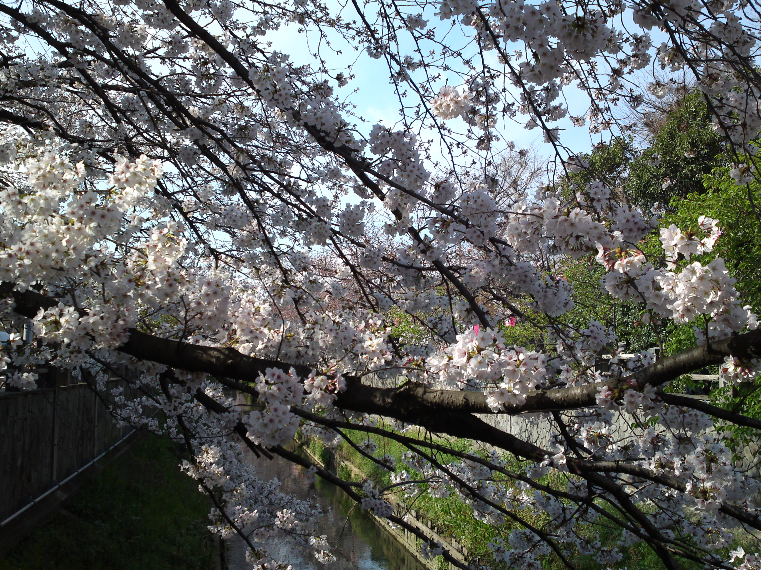 2019年真間川沿いに咲く桜の花５
