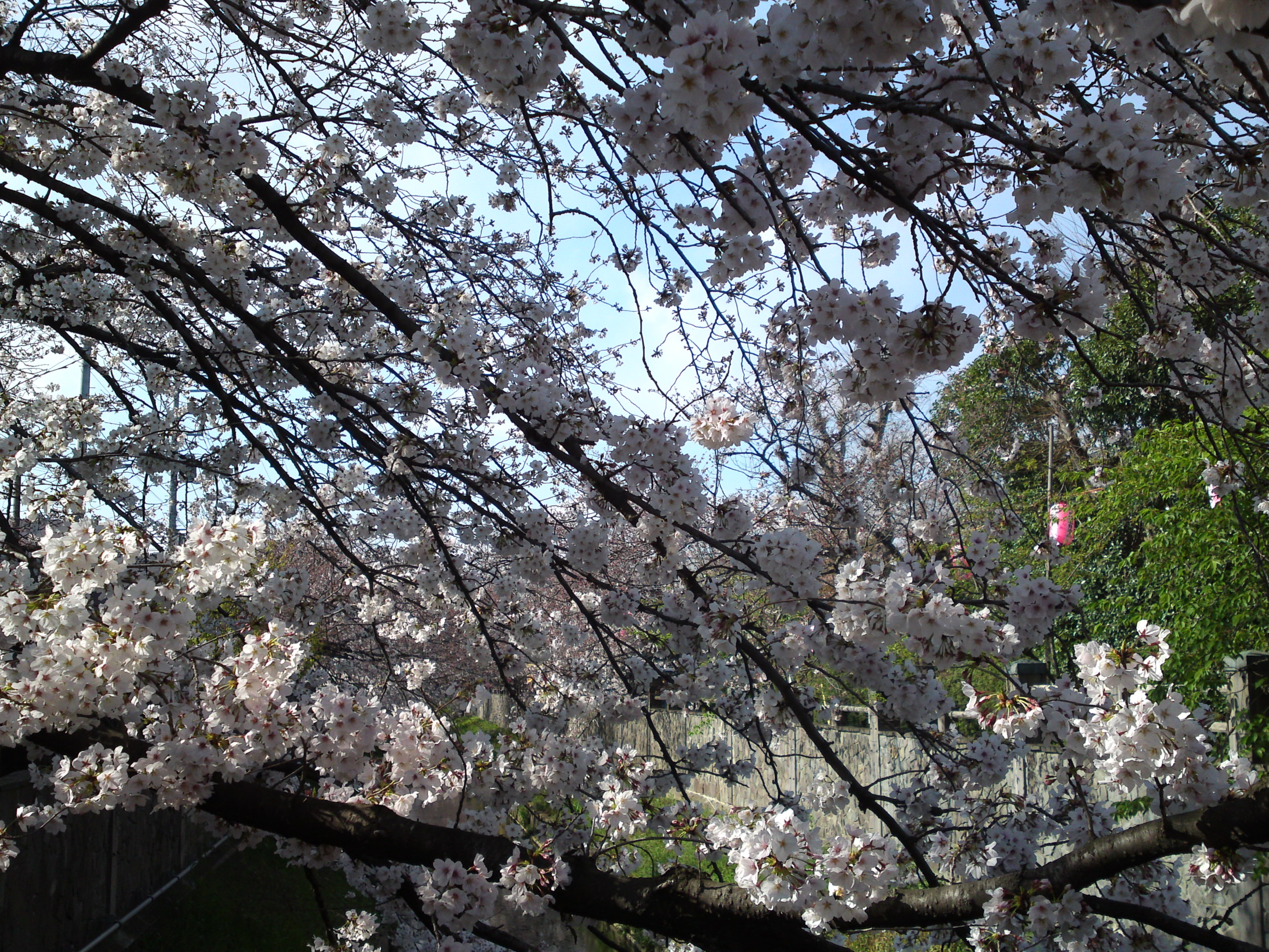 2019年真間川沿いに咲く桜の花７