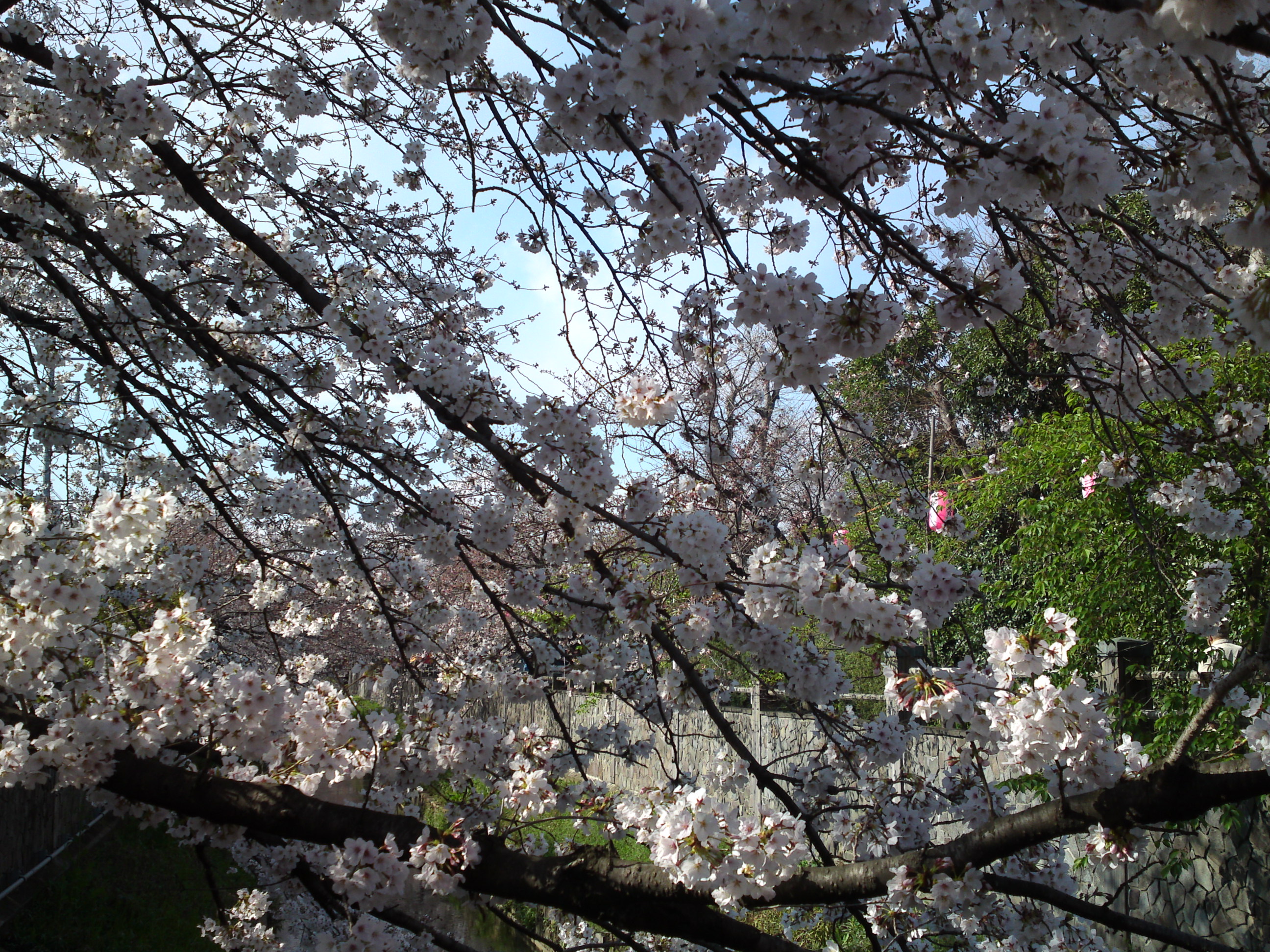 2019年真間川沿いに咲く桜の花８