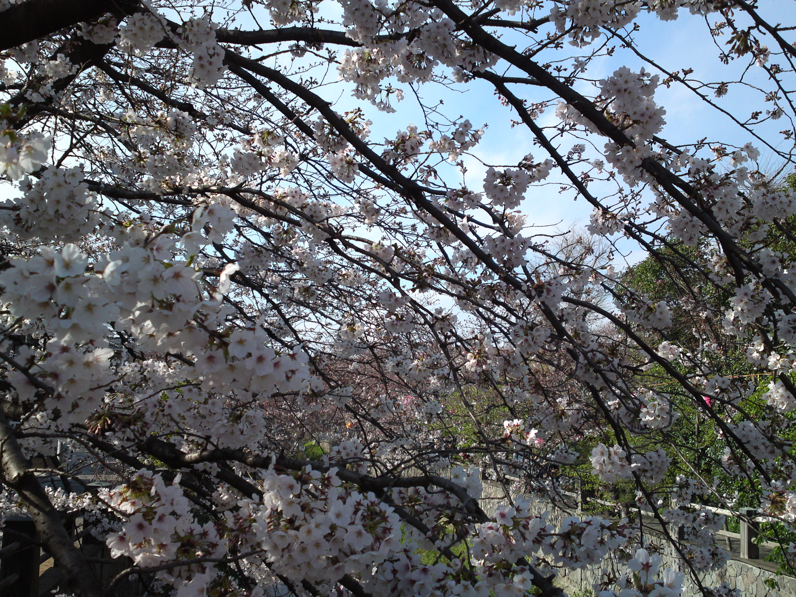 2019年真間川沿いに咲く桜の花９