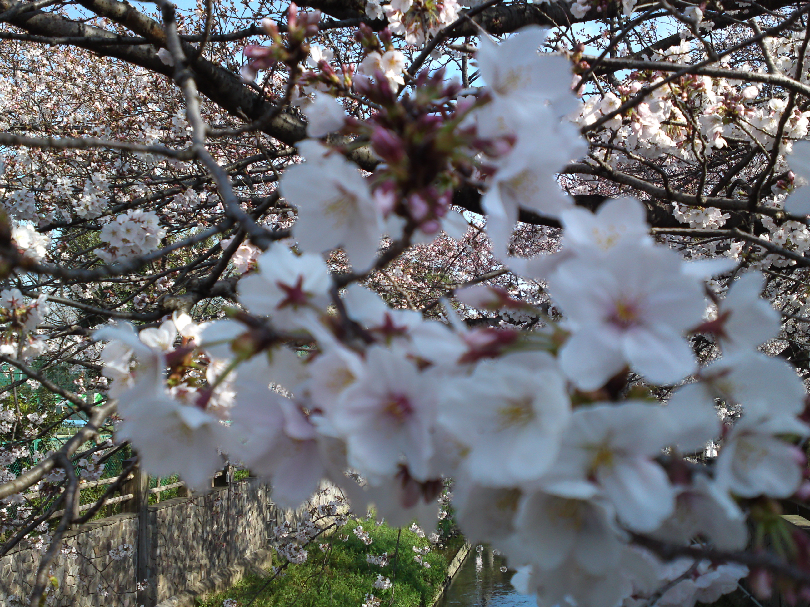 2019年真間川沿いに咲く桜の花１０