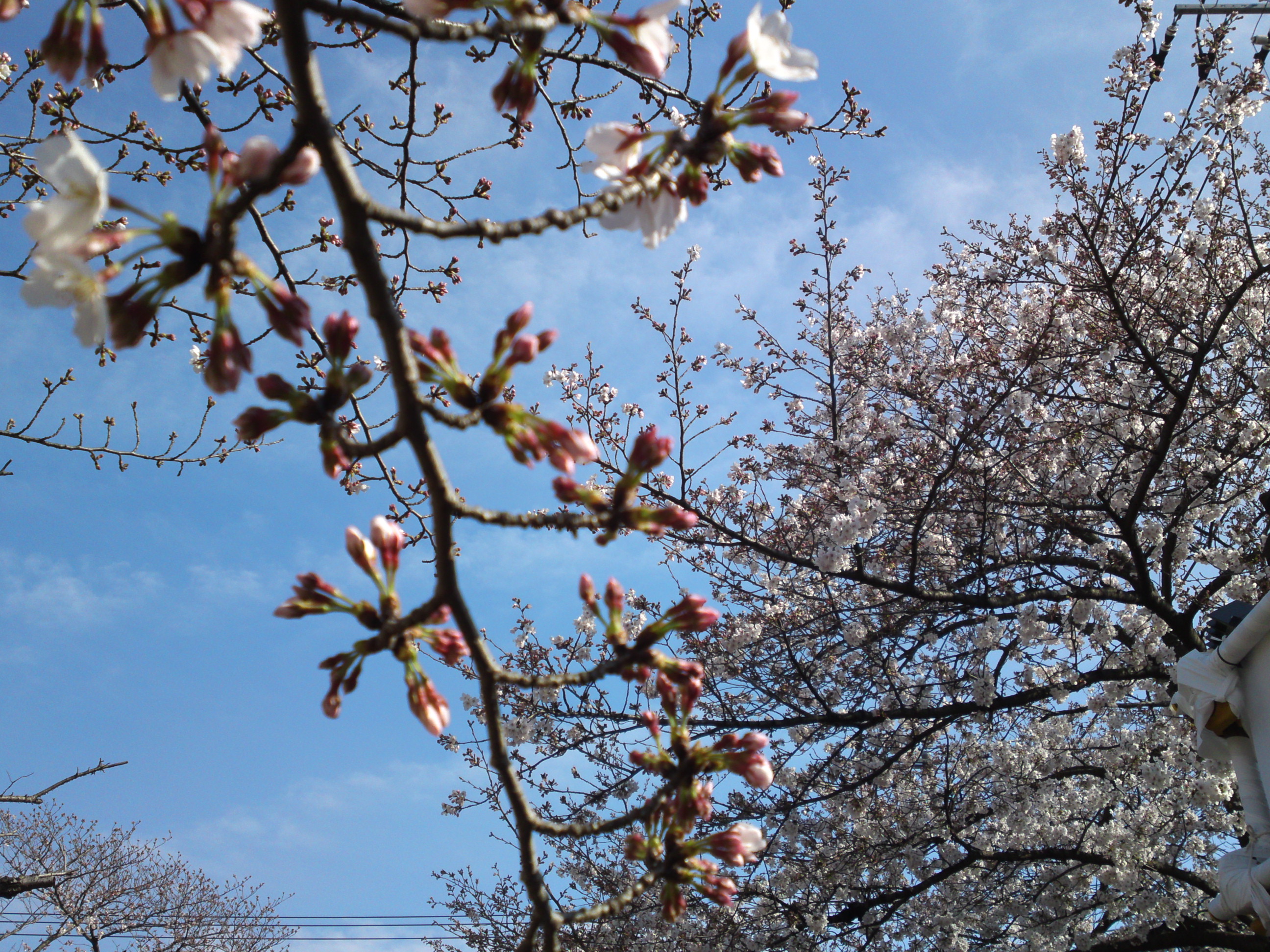 2019年真間川沿いに咲く桜の花１１