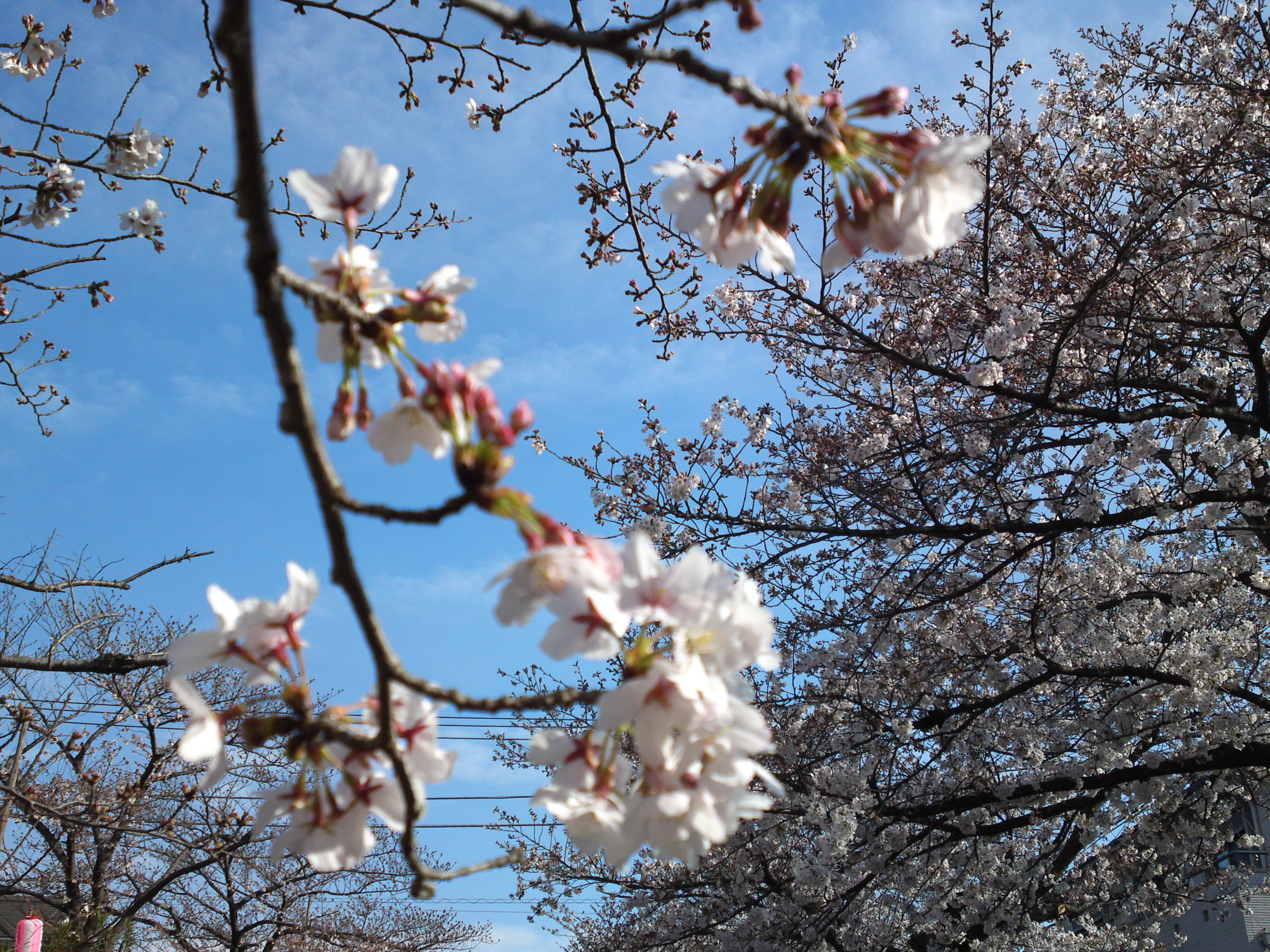 2019年真間川沿いに咲く桜の花１２