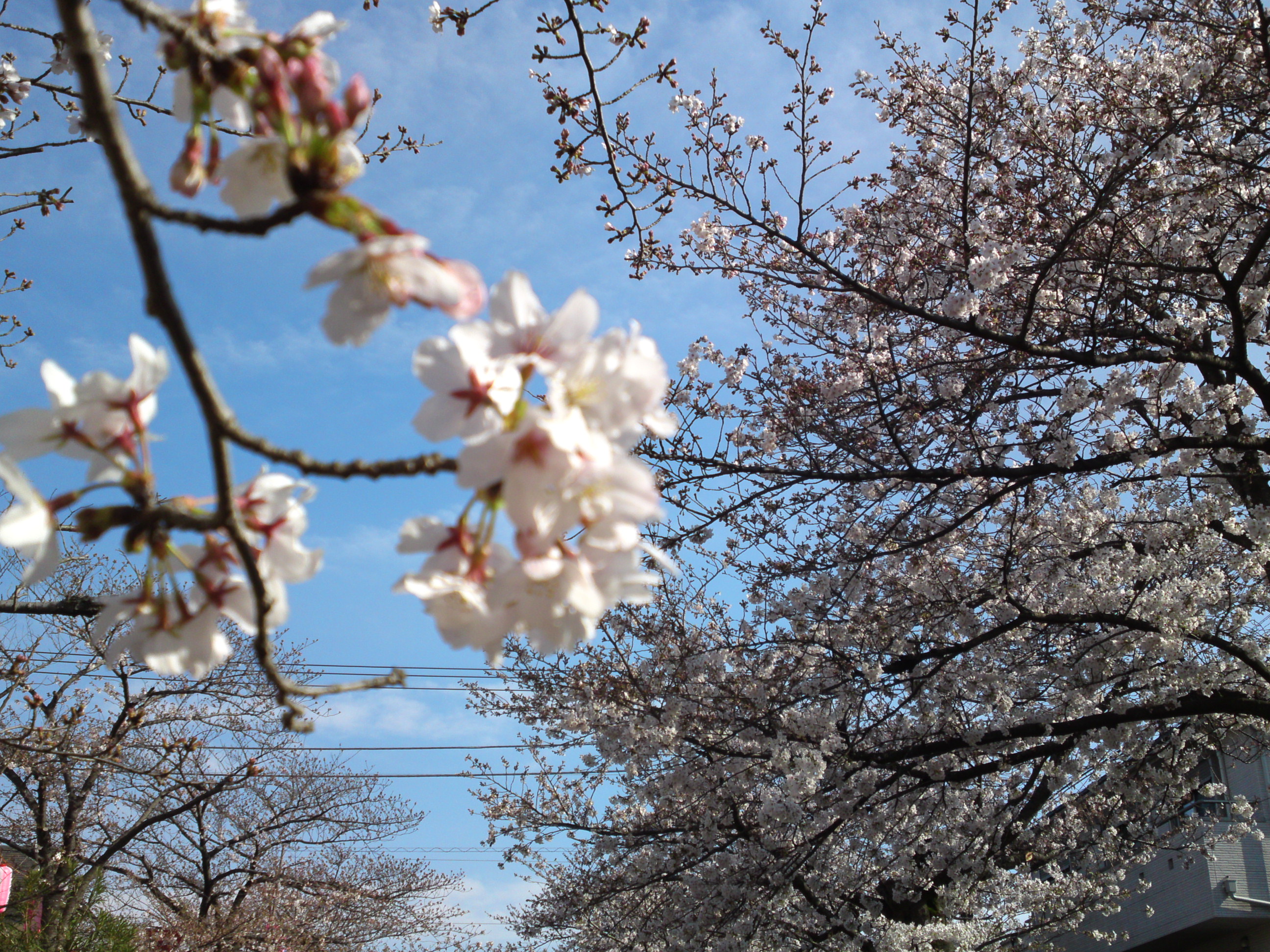 2019年真間川沿いに咲く桜の花１３