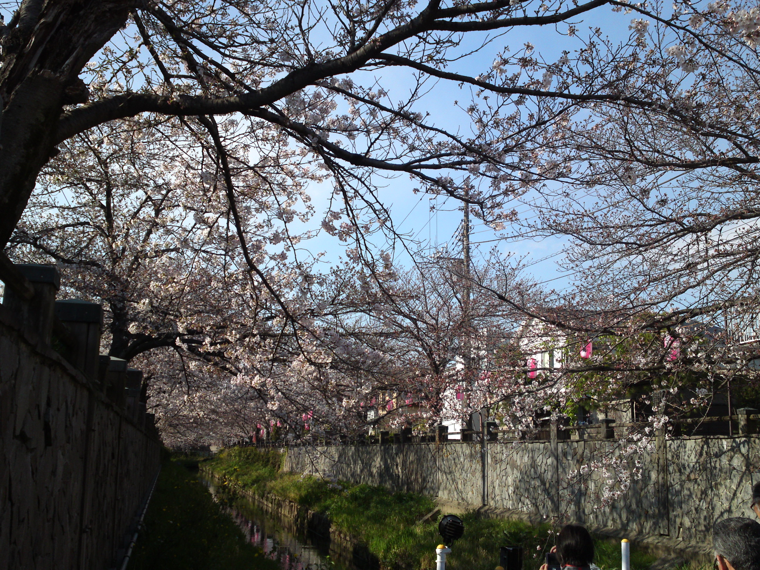 2019年真間川沿いに咲く桜の花１４