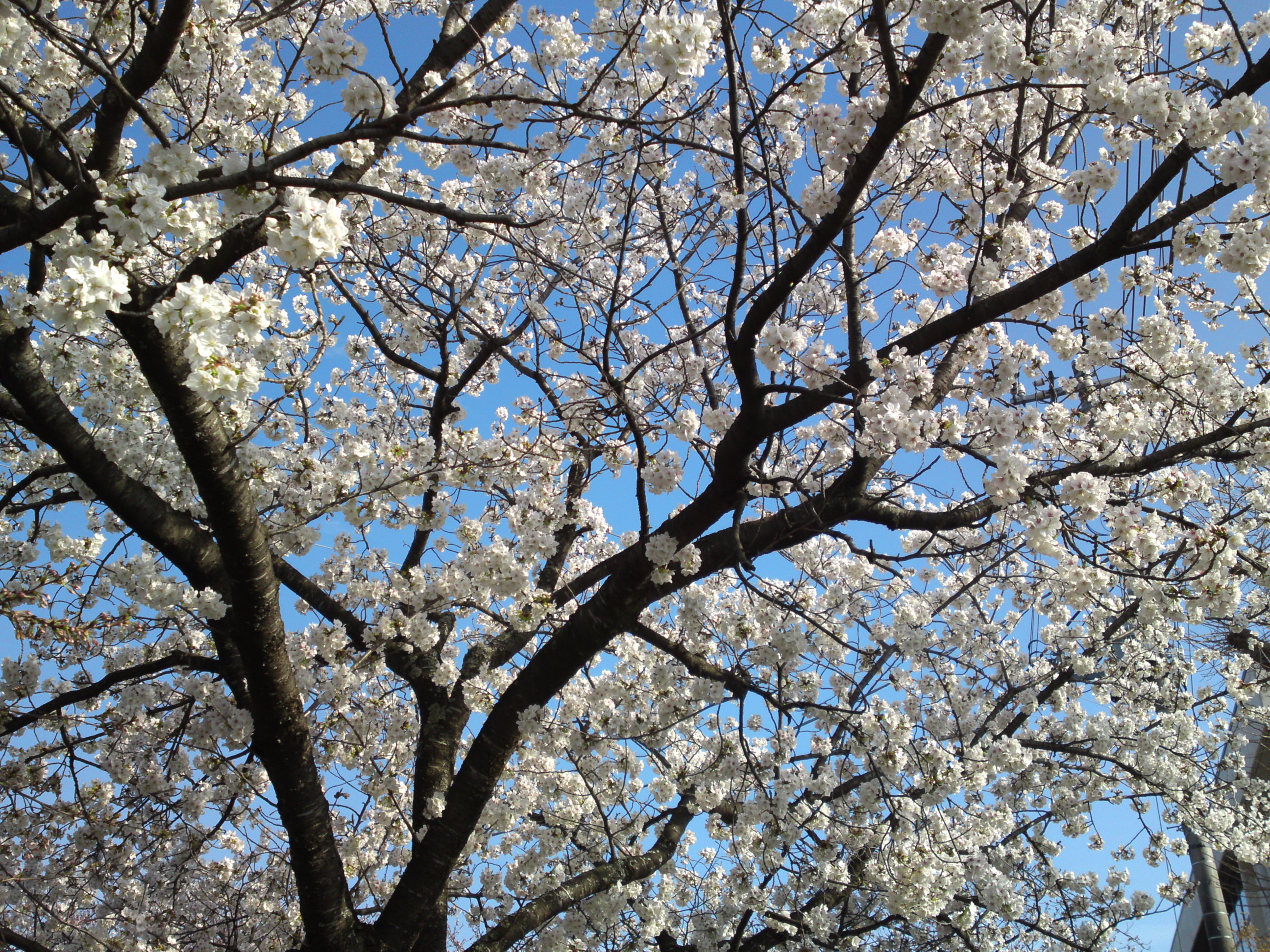 2019年真間川沿いに咲く桜の花１５