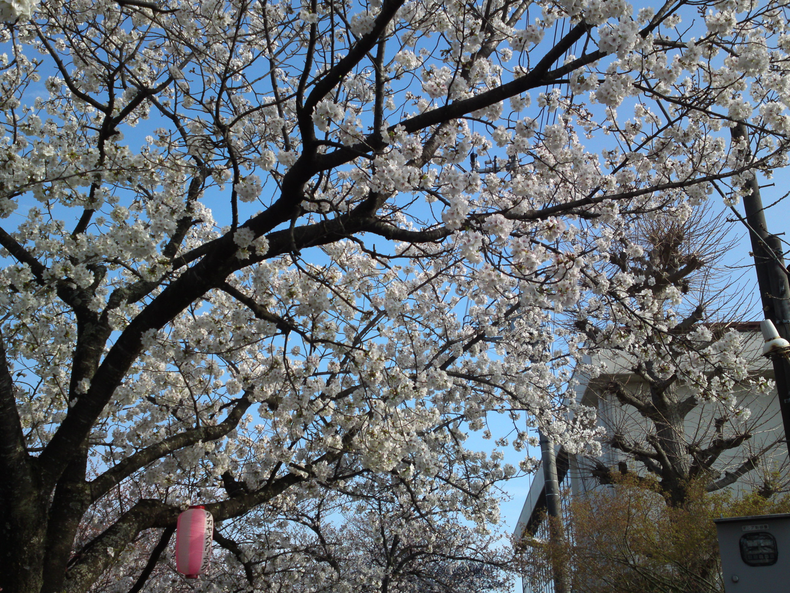2019年真間川沿いに咲く桜の花１６