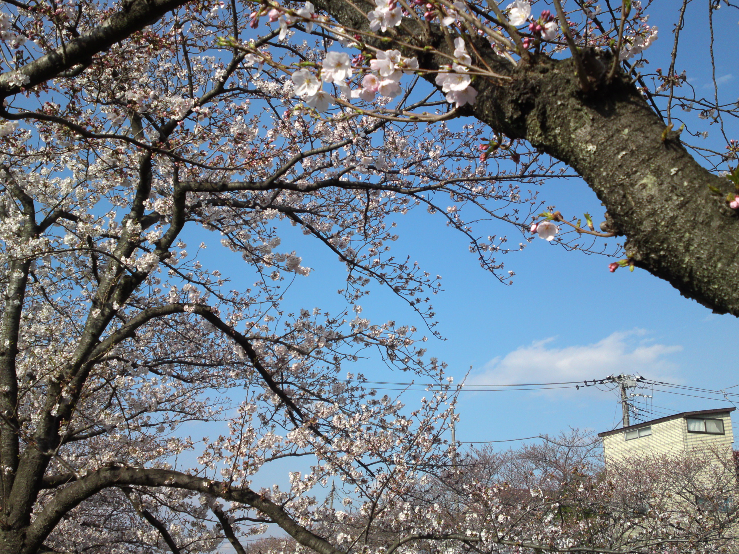 2019年真間川沿いに咲く桜の花１８
