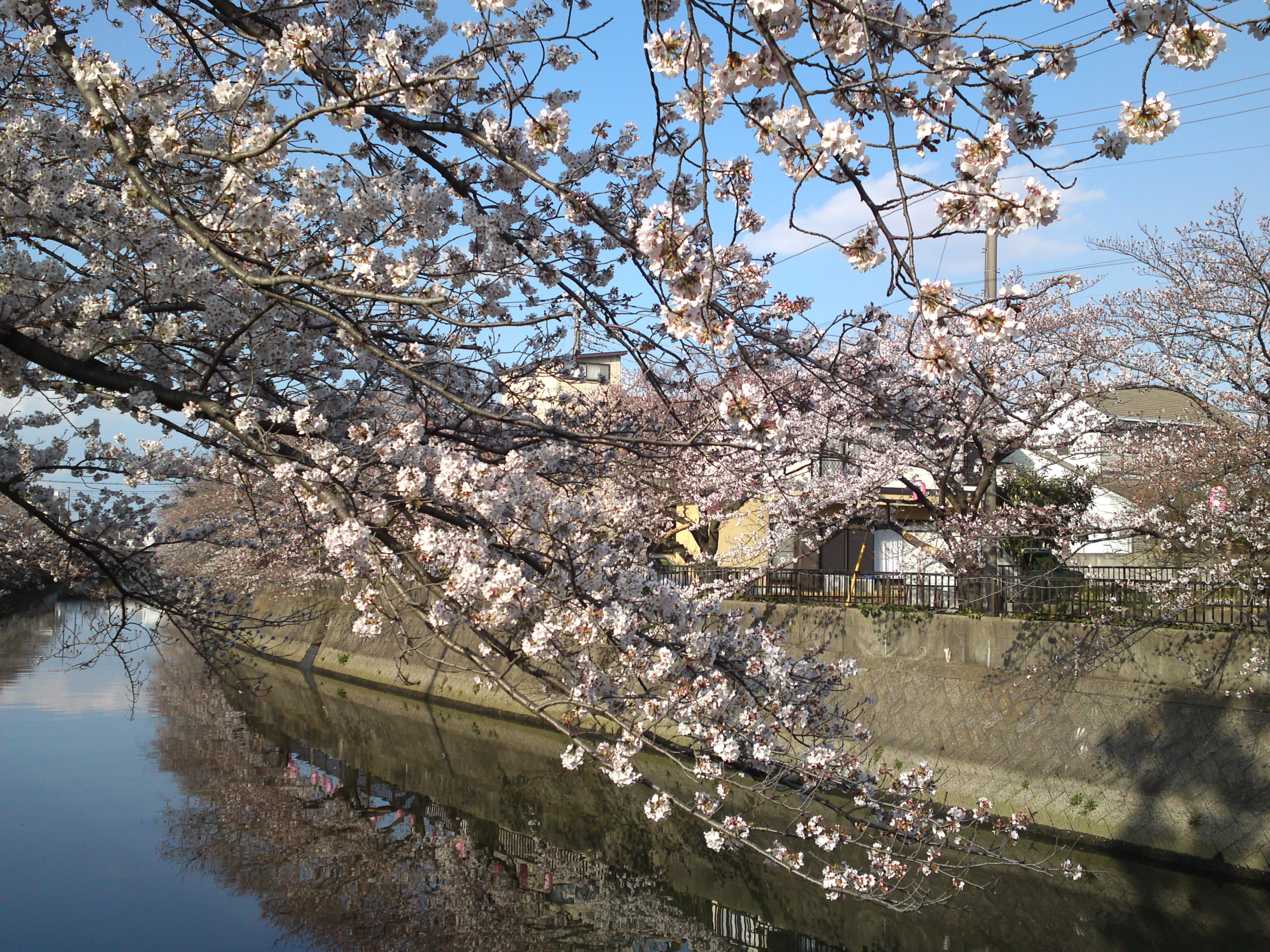 2019年真間川沿いに咲く桜の花１９