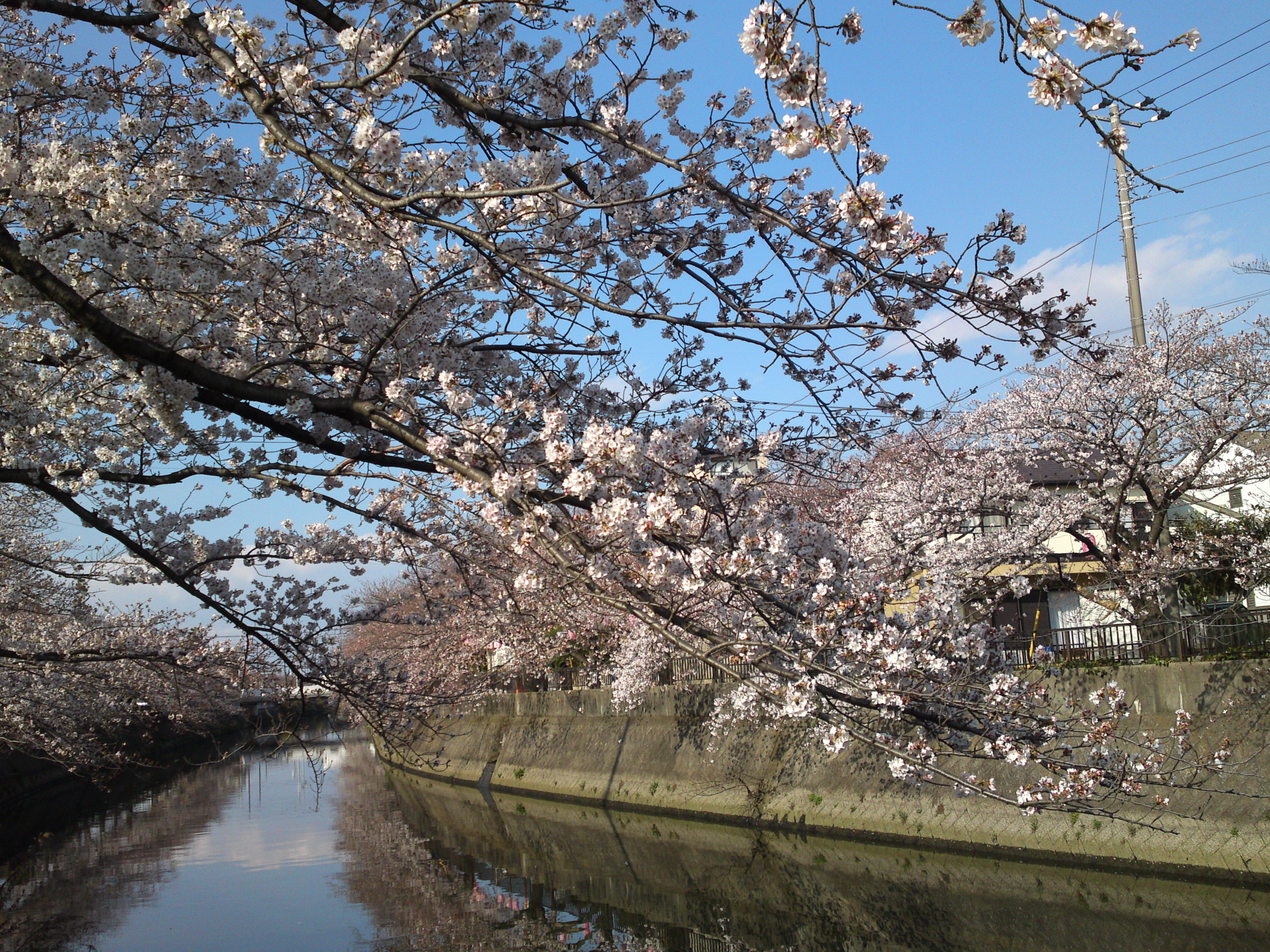 2019年真間川沿いに咲く桜の花２０