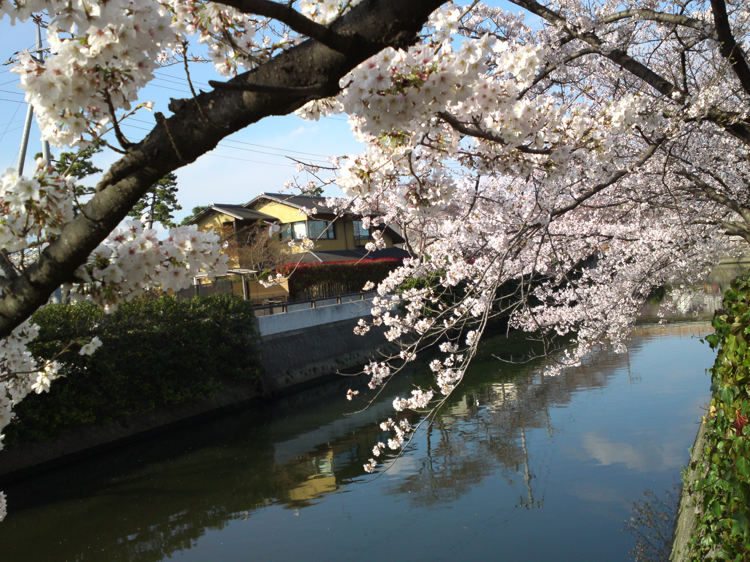 2019年真間川沿いに咲く桜の花２１