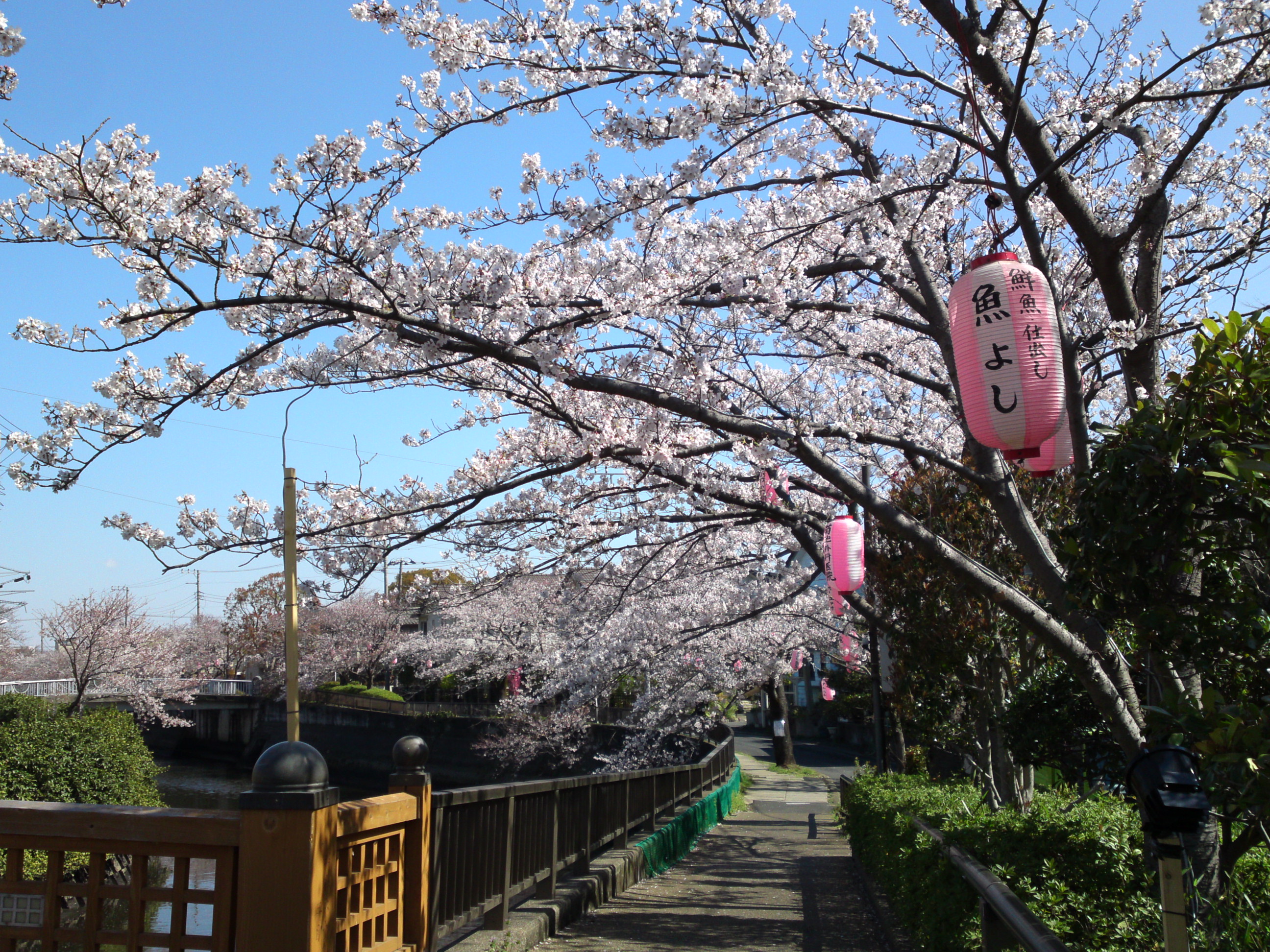 2019年真間川沿いに咲く桜の花２３