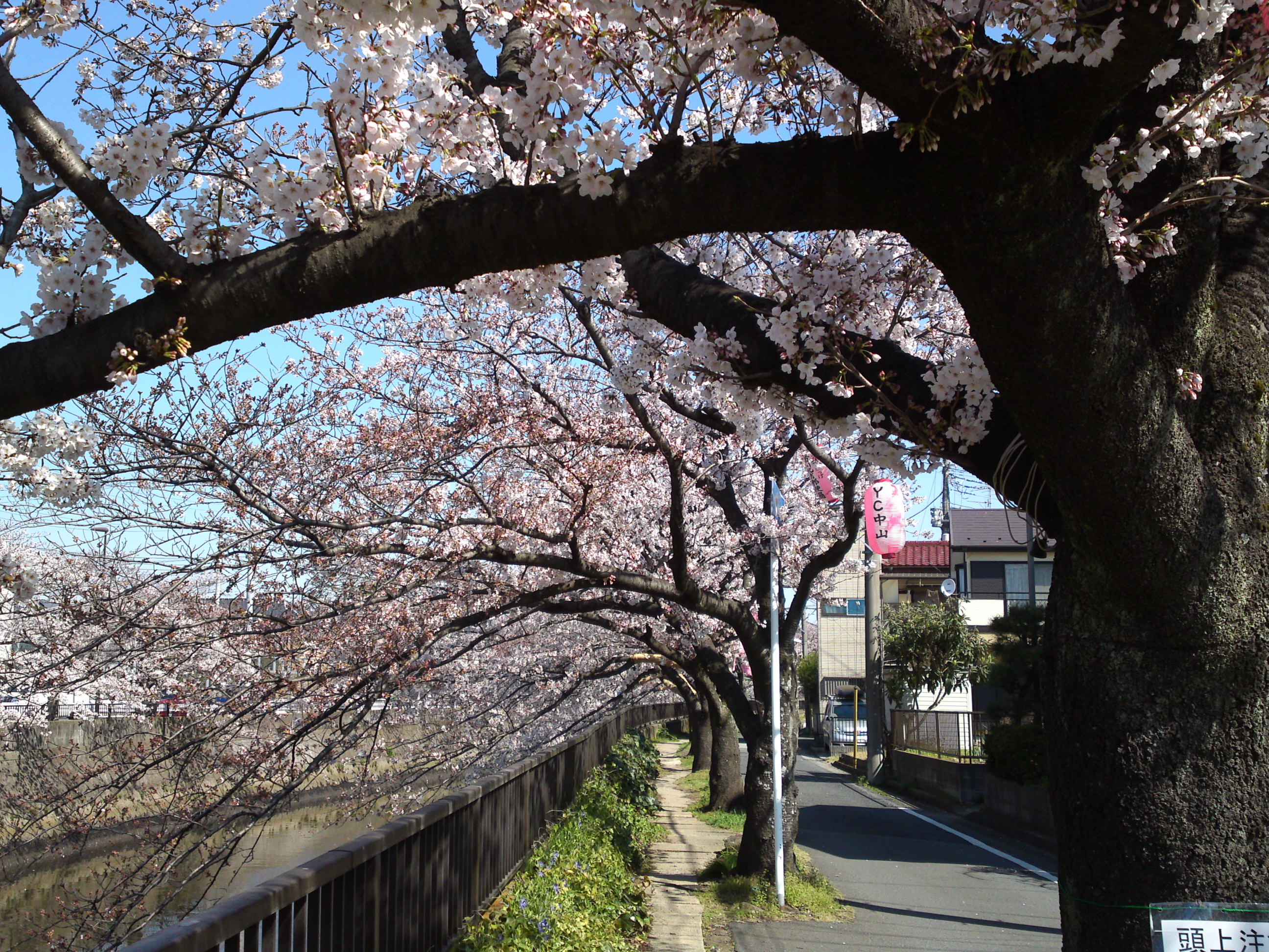 2019年真間川沿いに咲く桜の花２４