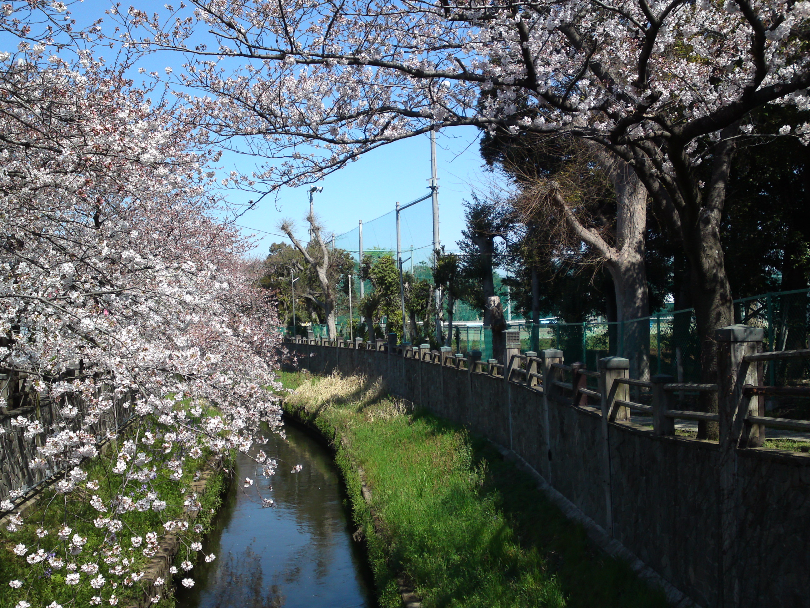 2019年真間川沿いに咲く桜の花２５