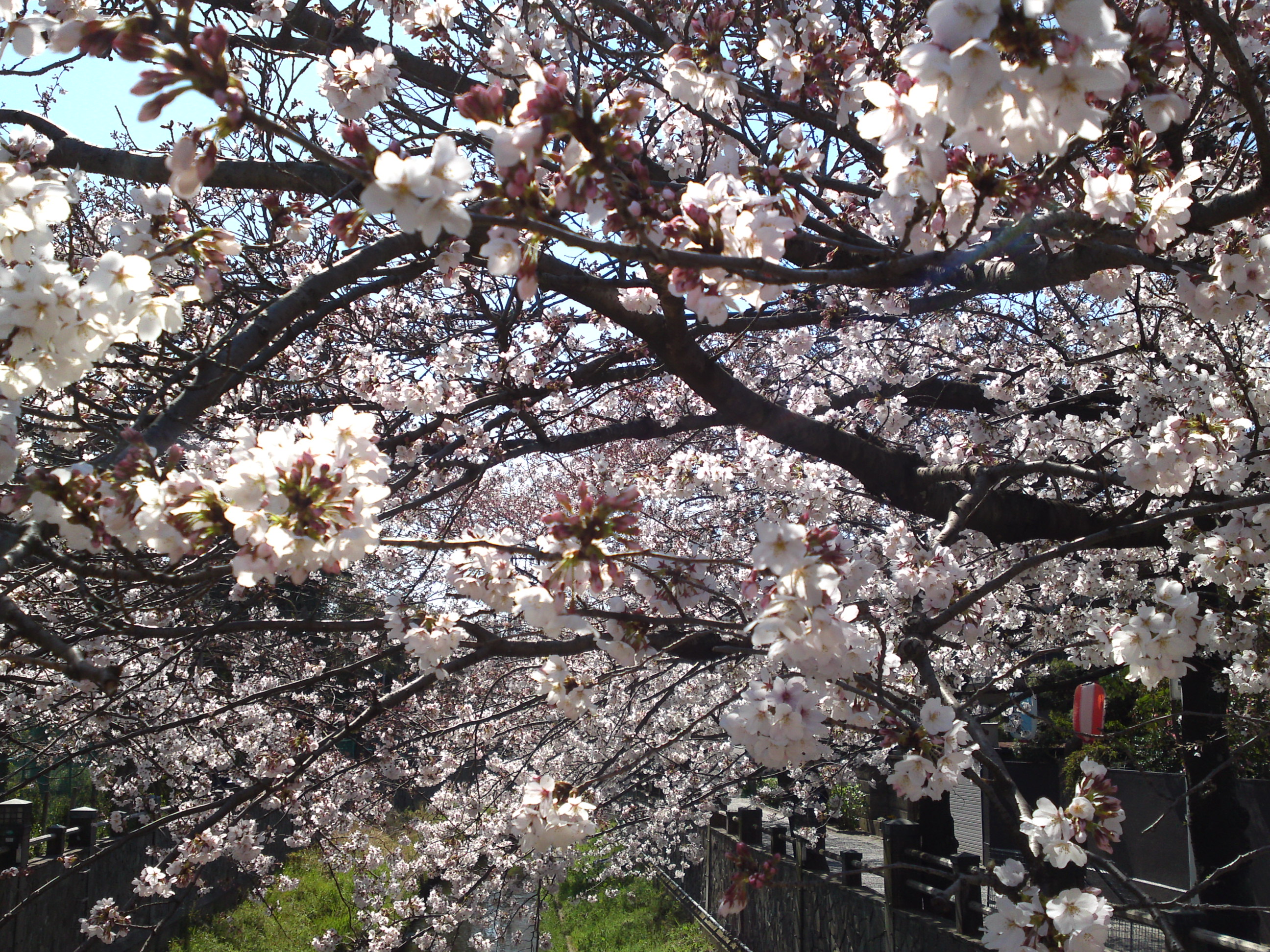 2019年真間川沿いに咲く桜の花２６