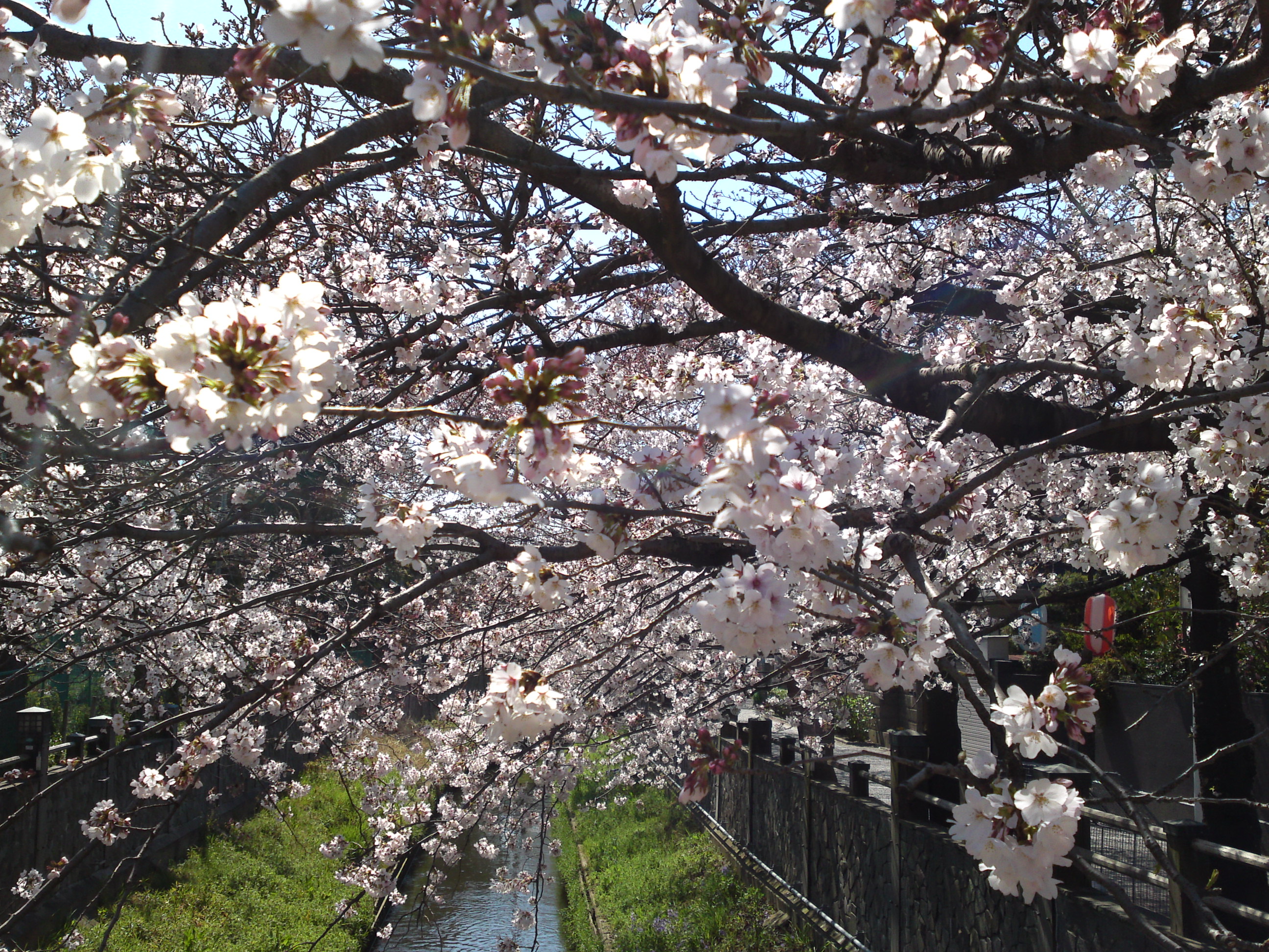 2019年真間川沿いに咲く桜の花２７