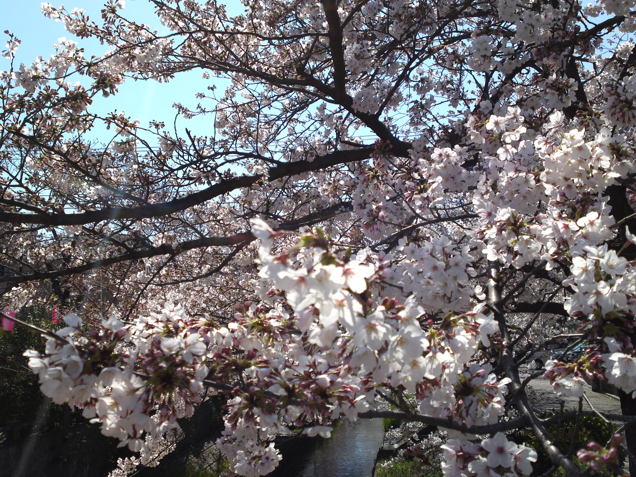 2019年真間川沿いに咲く桜の花２９