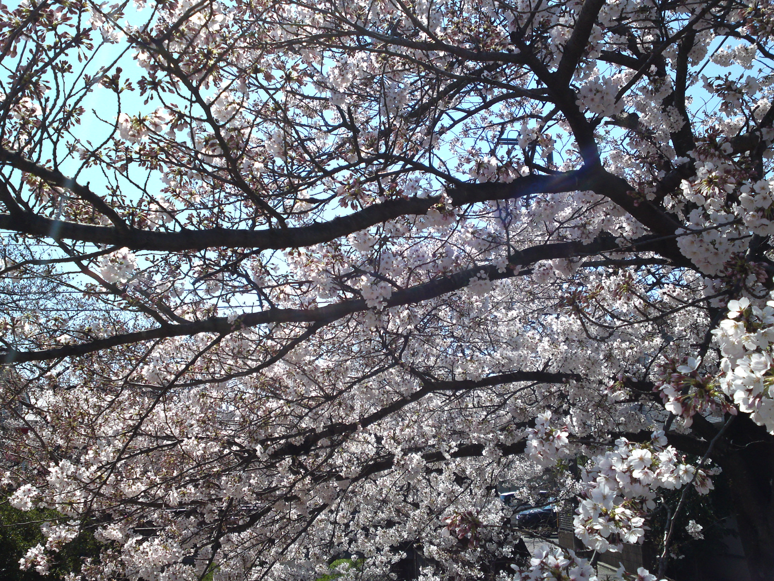 2019年真間川沿いに咲く桜の花３０