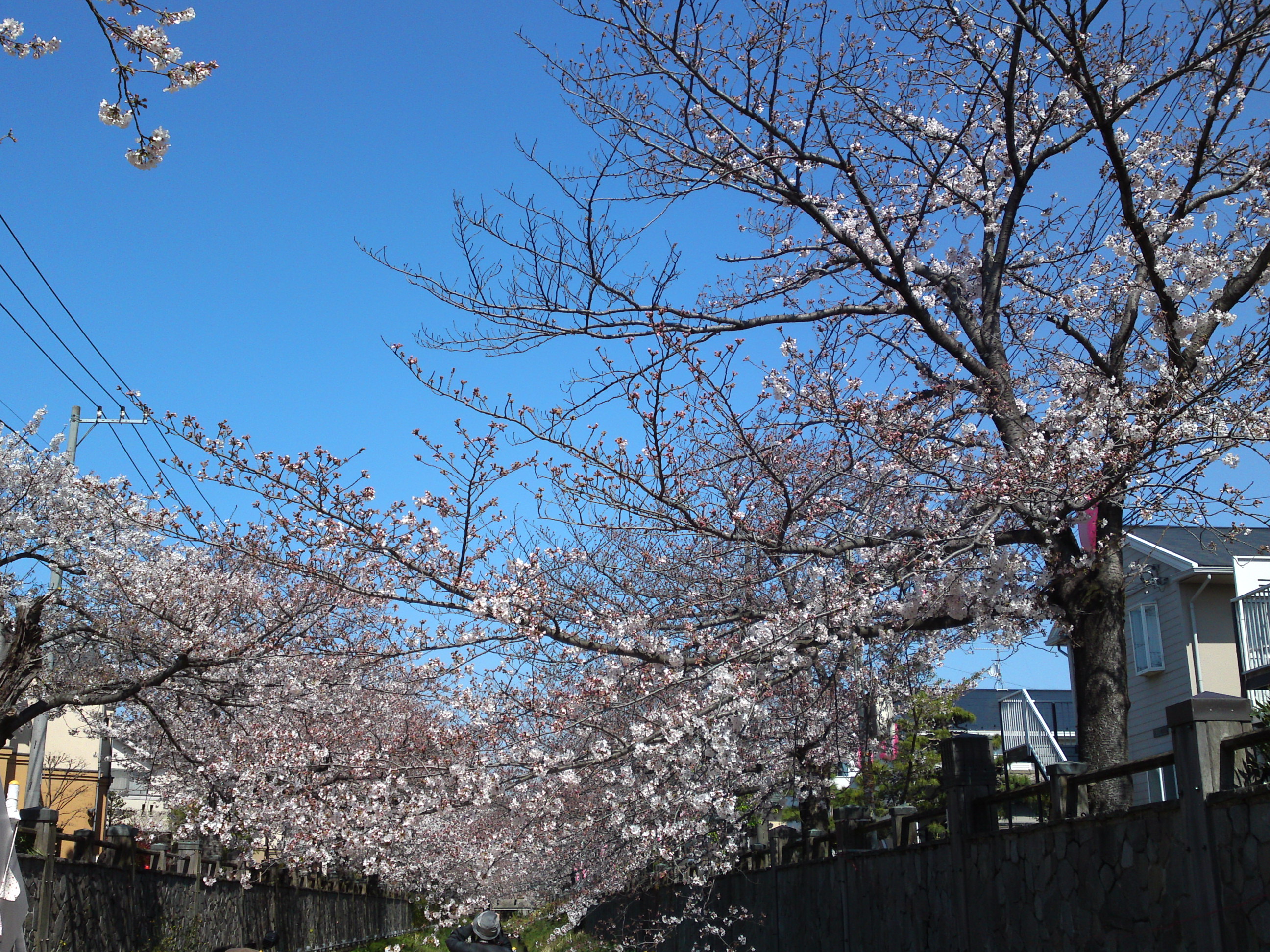 2019年真間川沿いに咲く桜の花３３