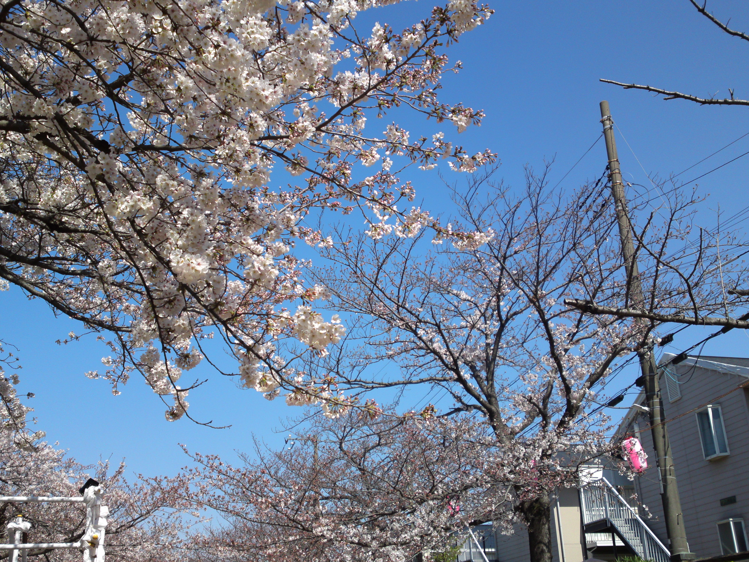 2019年真間川沿いに咲く桜の花３４