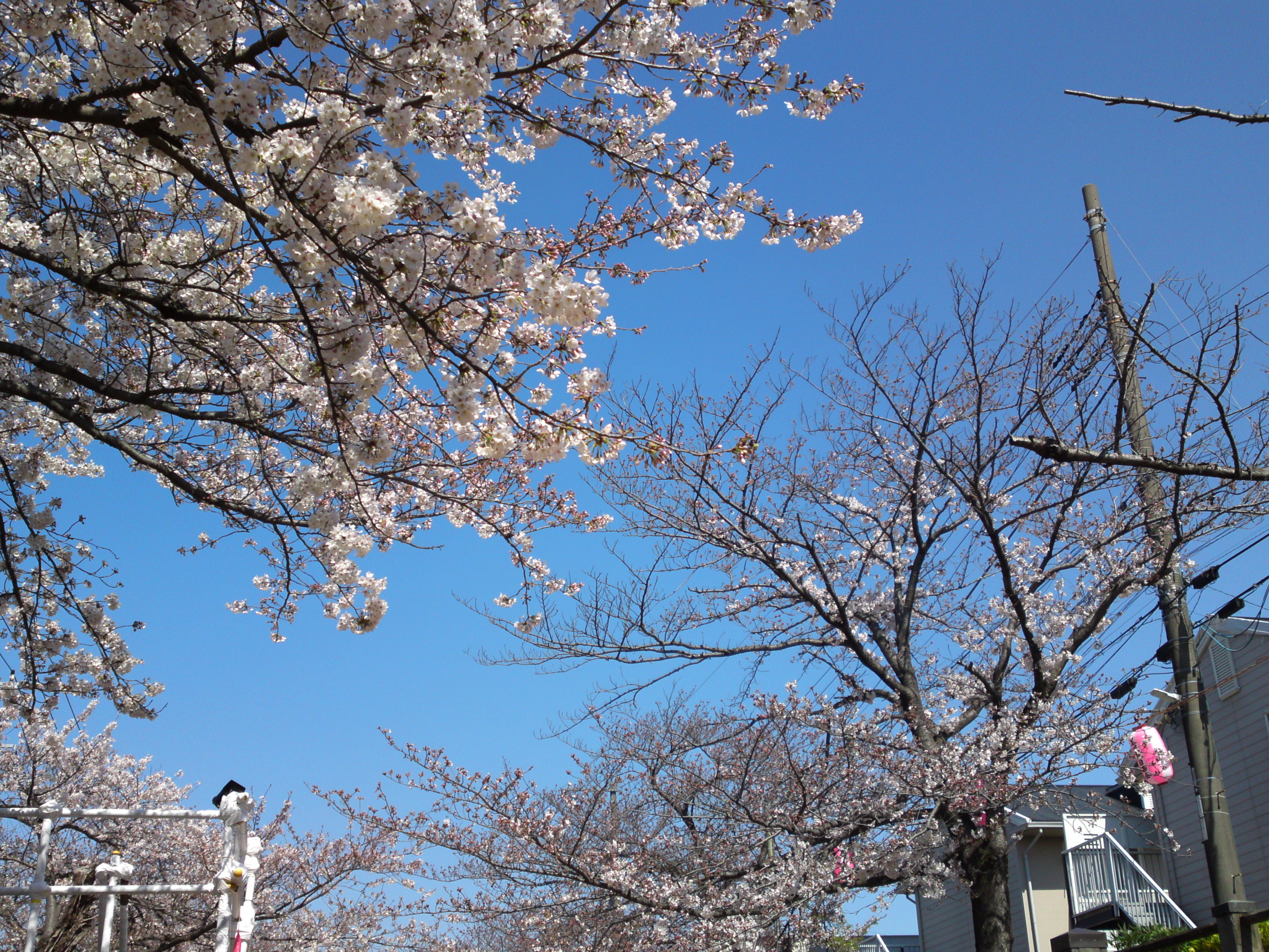 2019年真間川沿いに咲く桜の花３５