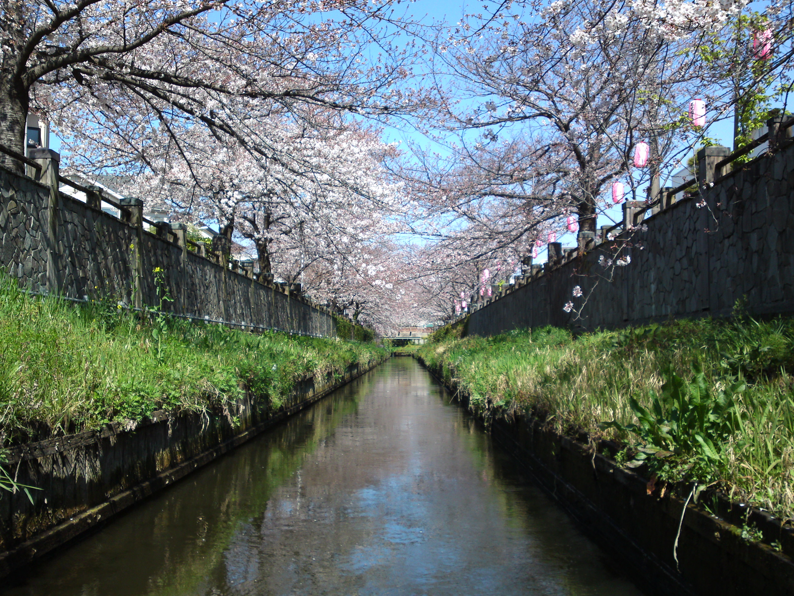 2019年真間川沿いに咲く桜の花３６