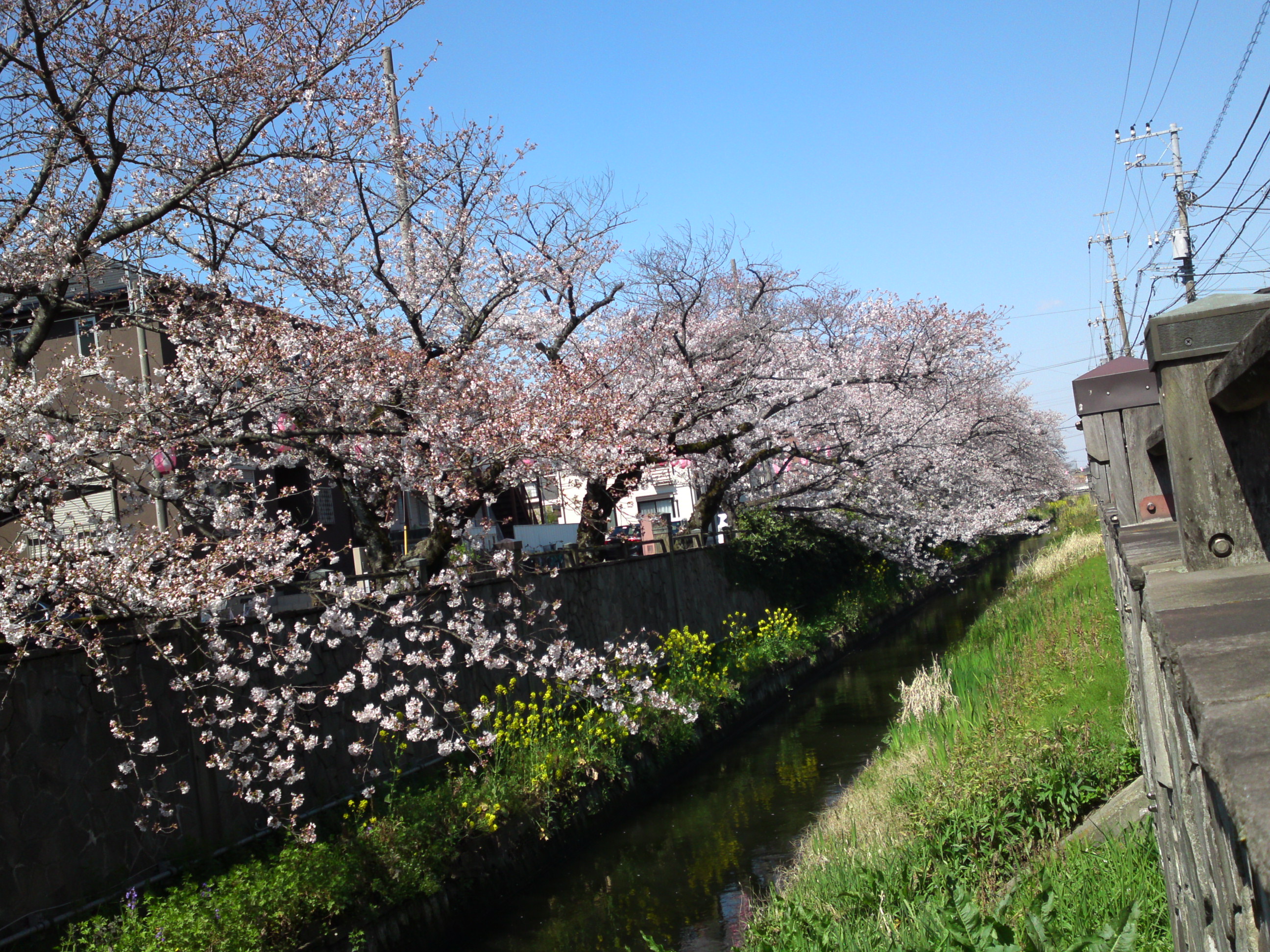 2019年真間川沿いに咲く桜の花３９