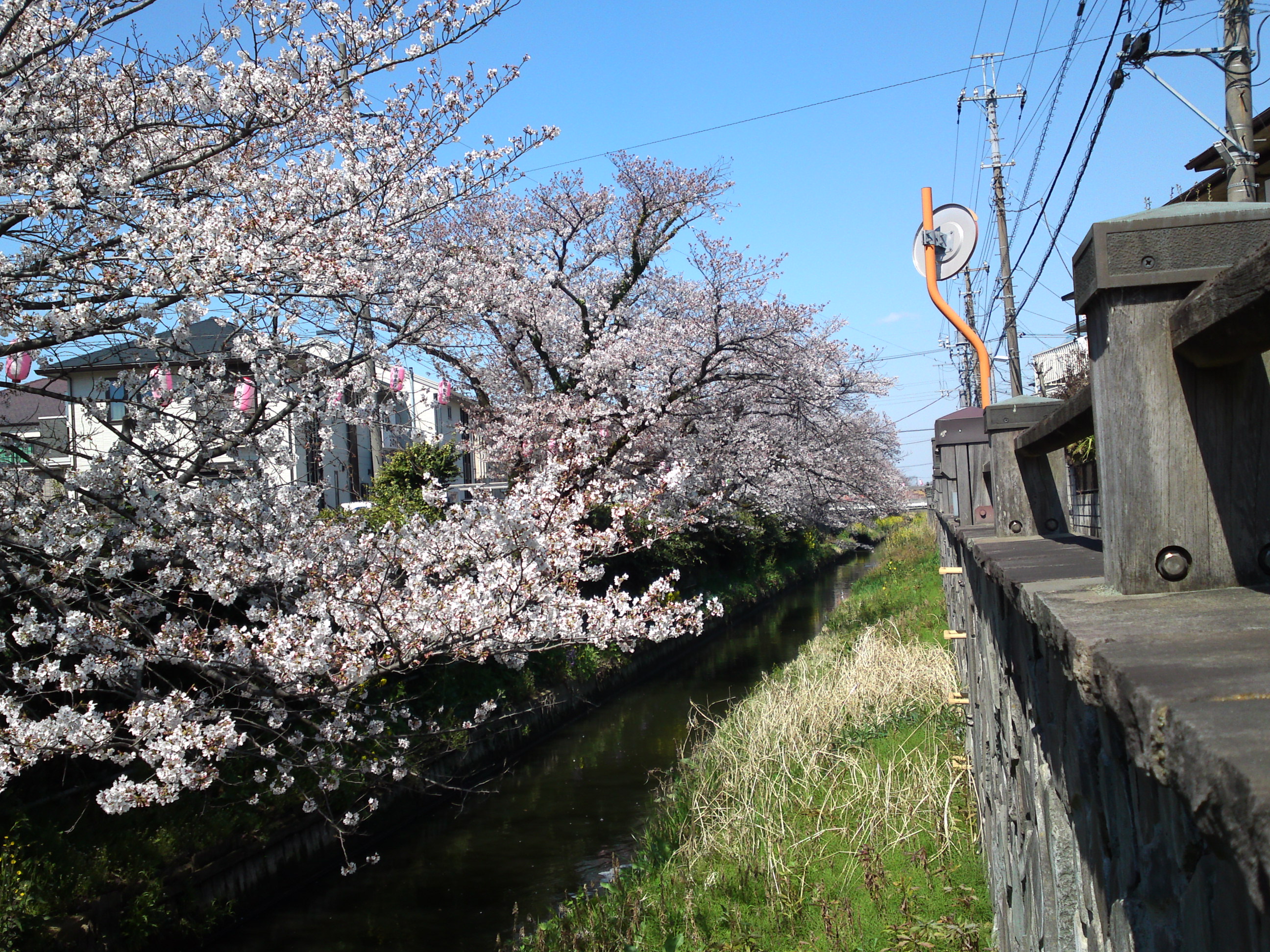 2019年真間川沿いに咲く桜の花４０