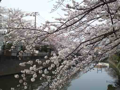 cherry blossoms from the Route 14th