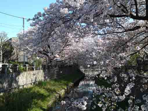 慈眼橋からの真間川の桜