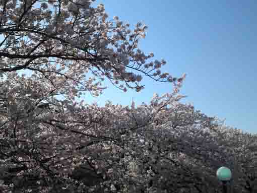 山のように咲いた真間川の桜
