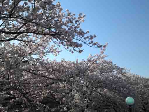 cherry blossoms like mountains