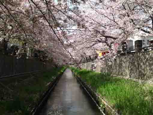 viewing from Kawadoko in Mamagawa