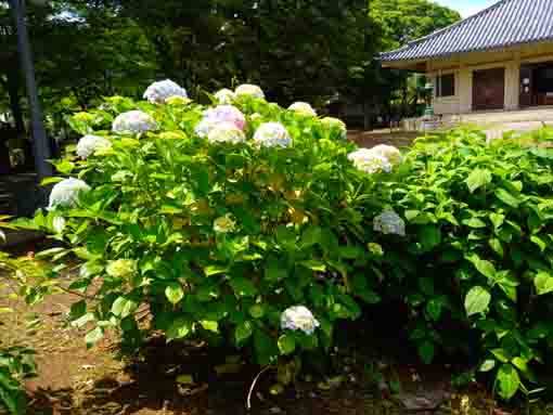 令和３年真間山弘法寺に咲く紫陽花の花⑨