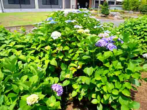令和３年真間山弘法寺に咲く紫陽花の花⑩