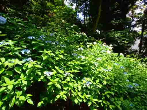 令和３年真間山弘法寺に咲く紫陽花の花③