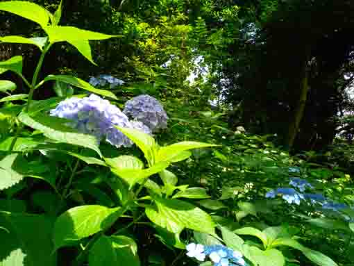 令和３年真間山弘法寺に咲く紫陽花の花④