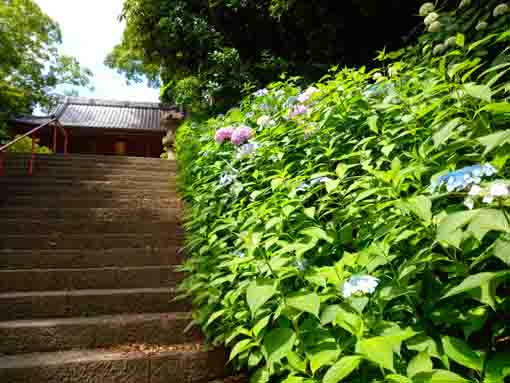 令和３年真間山弘法寺に咲く紫陽花の花②