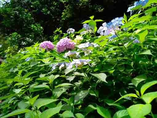 令和３年真間山弘法寺に咲く紫陽花の花⑤