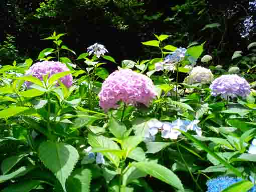 令和３年真間山弘法寺に咲く紫陽花の花⑥
