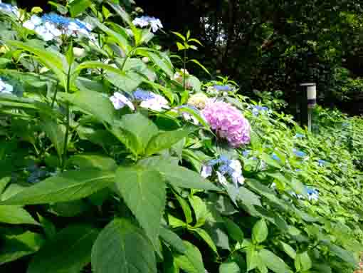 令和３年真間山弘法寺に咲く紫陽花の花⑦