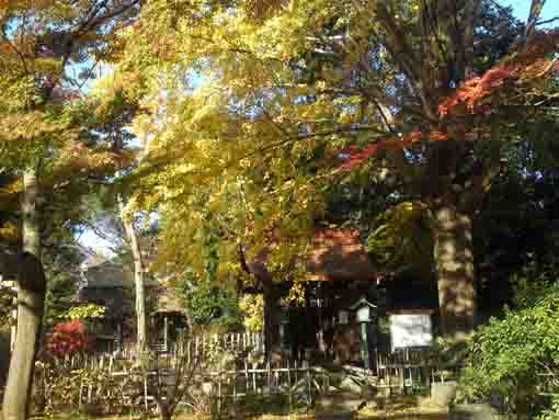 真間山弘法寺の紅葉１