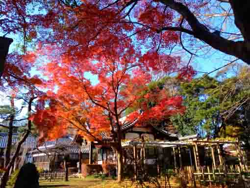 真間山弘法寺